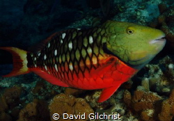 A Stoplight Parrotfish (Initial Phase) brightens up the w... by David Gilchrist 